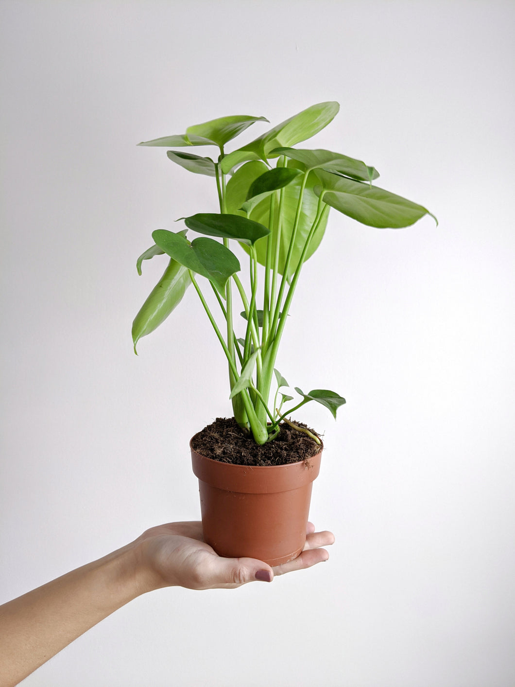 baby deliciosa monstera Baby Monstera Deliciosa