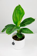 Load image into Gallery viewer, Musa Oriental Dwarf Cavendish | Small Banana Plant

