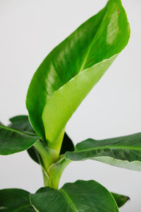 Musa Oriental Dwarf Cavendish | Small Banana Plant
