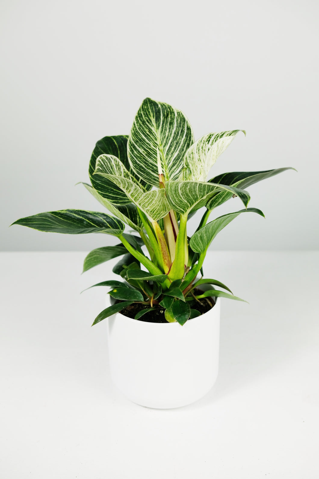 philodendron birkin uk Philodendron Birkin – Jungle Houseplants