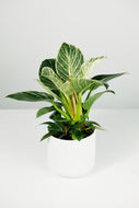 Philodendron Birkin