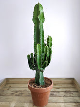 Load image into Gallery viewer, Euphorbia Abyssinica | Desert Candle
