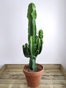 Euphorbia Abyssinica | Desert Candle