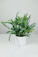 Phlebodium Aureum | The Blue Star Fern