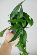 Epipremnum Pi | Blue Form