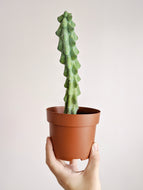 Myrtillocactus geometrizans cv. fukurokuryuzinboku | Boob Cactus