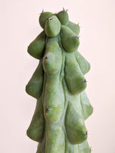 Load image into Gallery viewer, Myrtillocactus geometrizans cv. fukurokuryuzinboku | Boob Cactus
