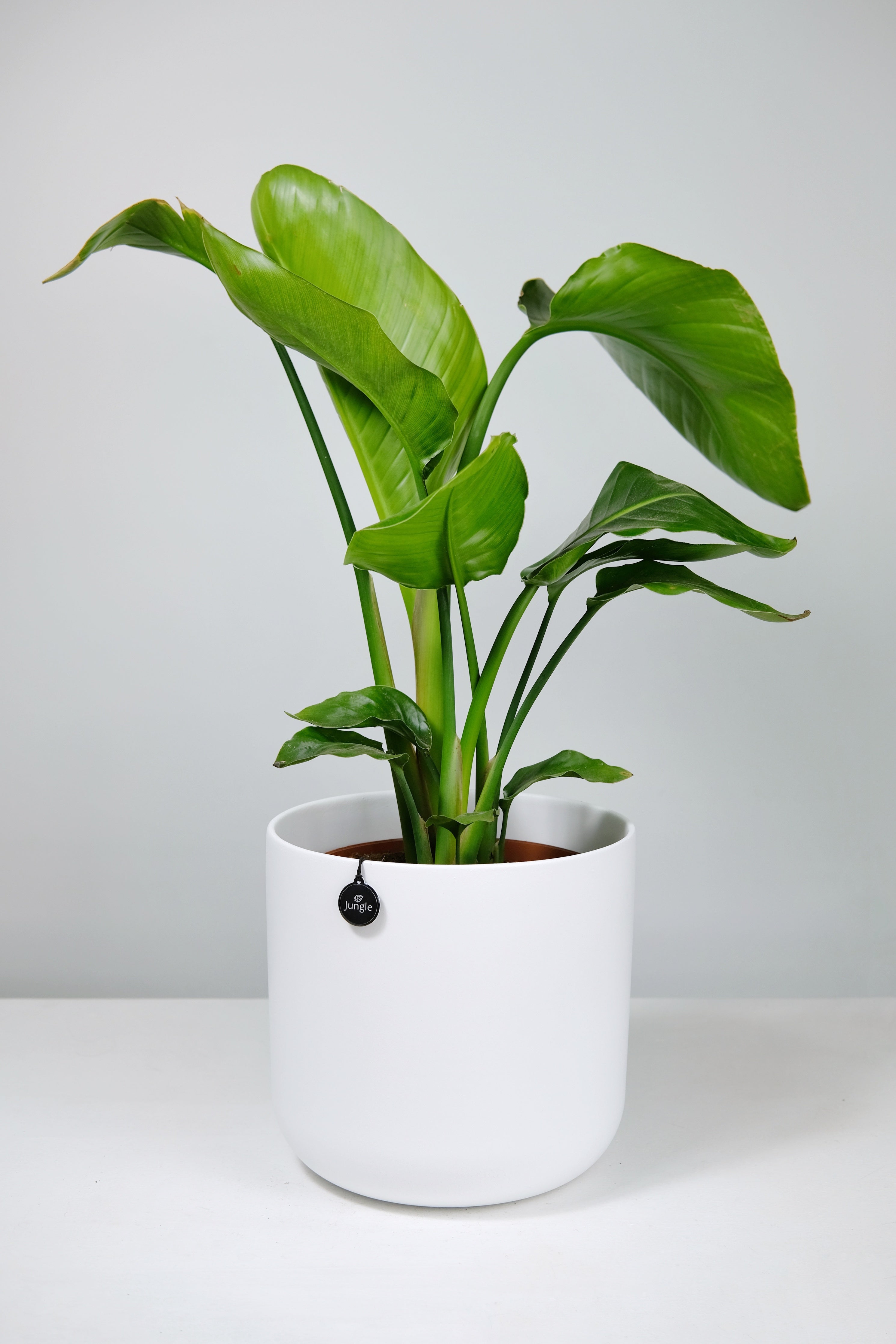 Small Strelitzia Nicolai