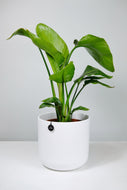 Small Strelitzia Nicolai | Bird of Paradise Small