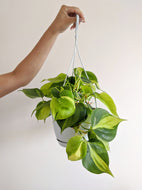 Philodendron Scandens 'Brasil' | The Heart Leaf