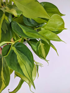 Philodendron Scandens 'Brasil' | The Heart Leaf