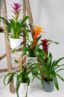Guzmania Bromeliad