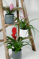 Tillandsia Bromeliad