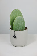 Opuntia | Prickly Pear