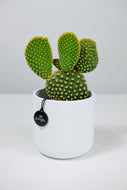 Medium Opuntia Microdasys var Albispina | Medium Bunny Ear Cactus