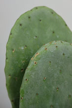 Load image into Gallery viewer, Opuntia | Prickly Pear
