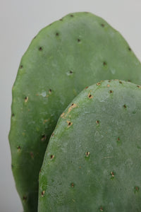 Opuntia | Prickly Pear