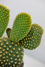 Load image into Gallery viewer, Medium Opuntia Microdasys var Albispina | Medium Bunny Ear Cactus
