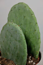Load image into Gallery viewer, Opuntia | Prickly Pear
