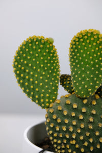 Medium Opuntia Microdasys var Albispina | Medium Bunny Ear Cactus