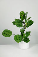 Maranta Leuconeura Kerchoveana | Rabbit's Foot Prayer Plant.