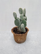 Opuntia Microdasys var Albispina | Bunny Ear Cactus