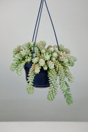 Sedum Burrito | Burrow's Tail