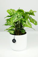 Syngonium Podophyllum 'Arrow' | Mottled Butterfly Plant