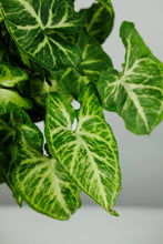 Load image into Gallery viewer, Syngonium Podophyllum &#39;Arrow&#39; | Mottled Butterfly Plant
