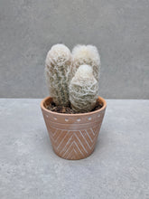 Load image into Gallery viewer, Old Man Cactus &amp; Pot
