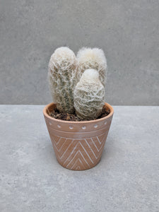 Old Man Cactus & Pot
