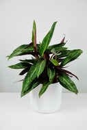 Stromanthe Magicstar