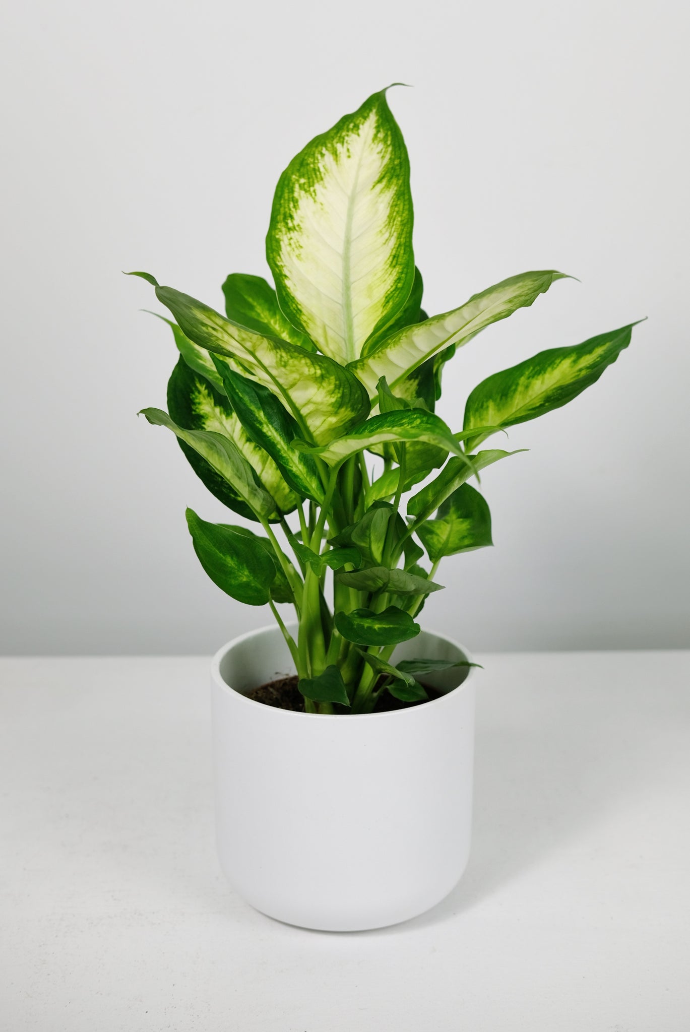 dieffenbachia care uk Dieffenbachia 'Camilla'