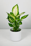 Dieffenbachia ‘Camilla’ | Dumb Cane