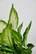 Load image into Gallery viewer, Dieffenbachia ‘Camilla’ | Dumb Cane
