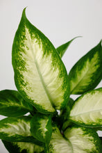 Load image into Gallery viewer, Dieffenbachia ‘Camilla’ | Dumb Cane
