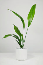 Load image into Gallery viewer, Large Aspidistra Elatior | The Cast Iron Plant Large
