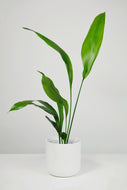 Large Aspidistra Elatior | The Cast Iron Plant Large