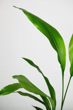 Load image into Gallery viewer, Large Aspidistra Elatior | The Cast Iron Plant Large
