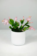 Schlumbergera | Christmas Cactus
