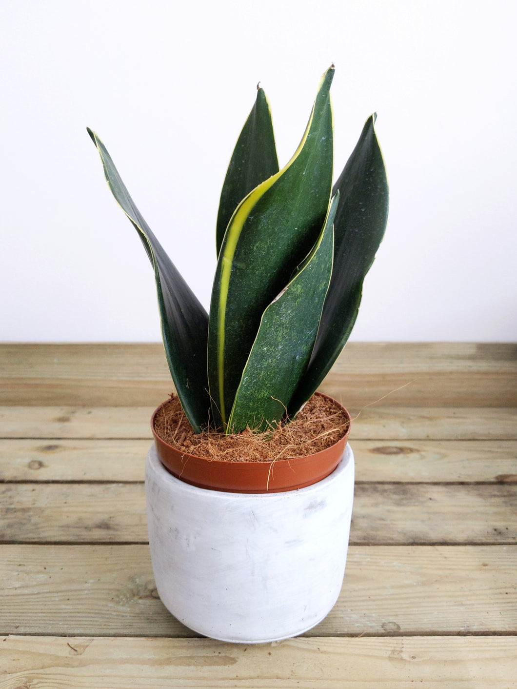 sansevieria cobra Mystery Sansevieria 'Cobra'
