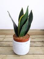 Mystery Sansevieria 'Cobra' | Snake Plant