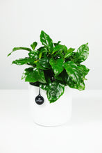 Load image into Gallery viewer, Coffee Arabica | Coffee Plant
