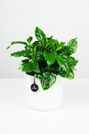 Coffee Arabica | Coffee Plant