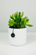 Crassula Ovata 'Hobbit' | Crassula Hobbit