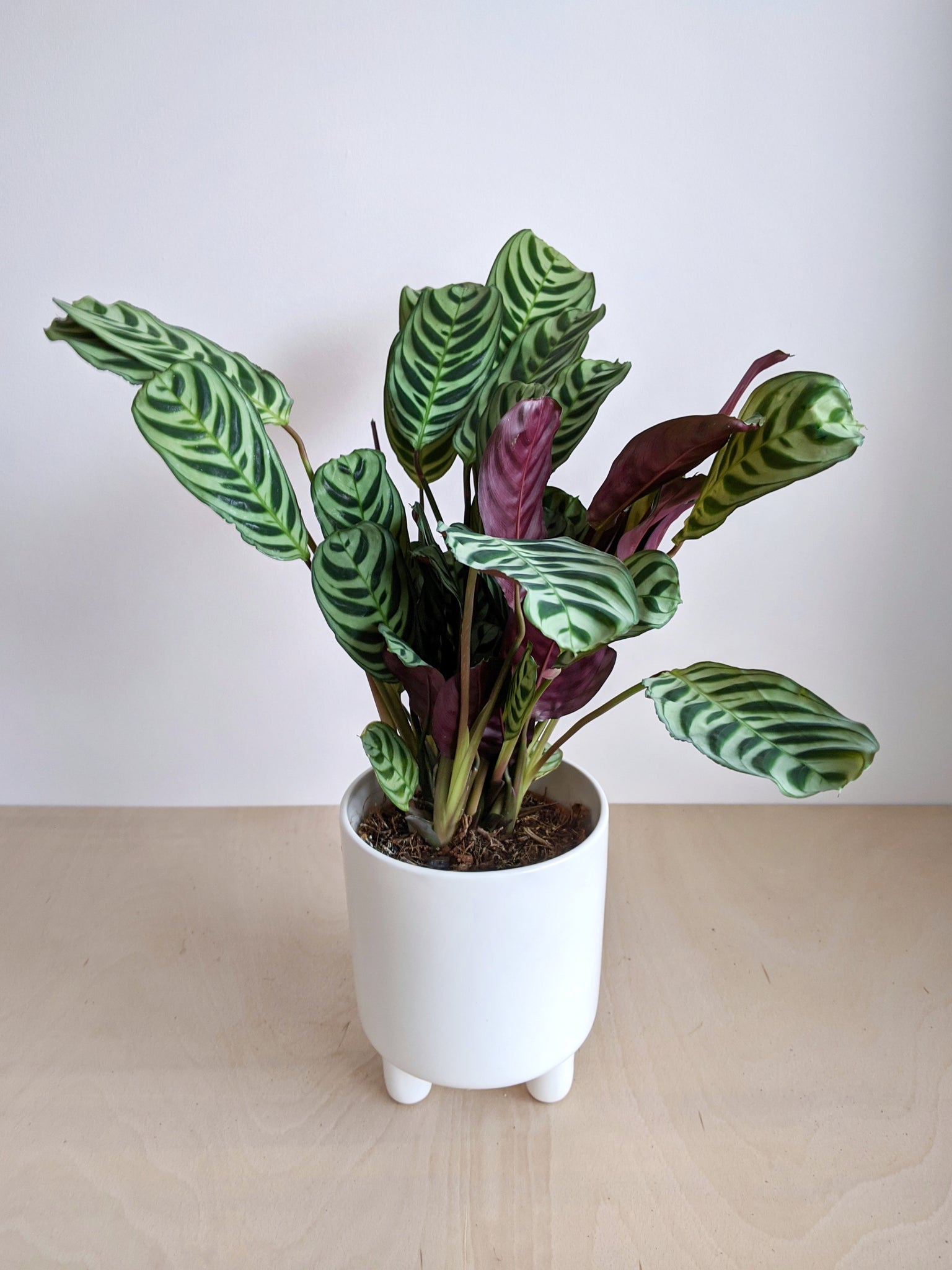 prayer plant fishbone Ctenanthe Burle-Marxii