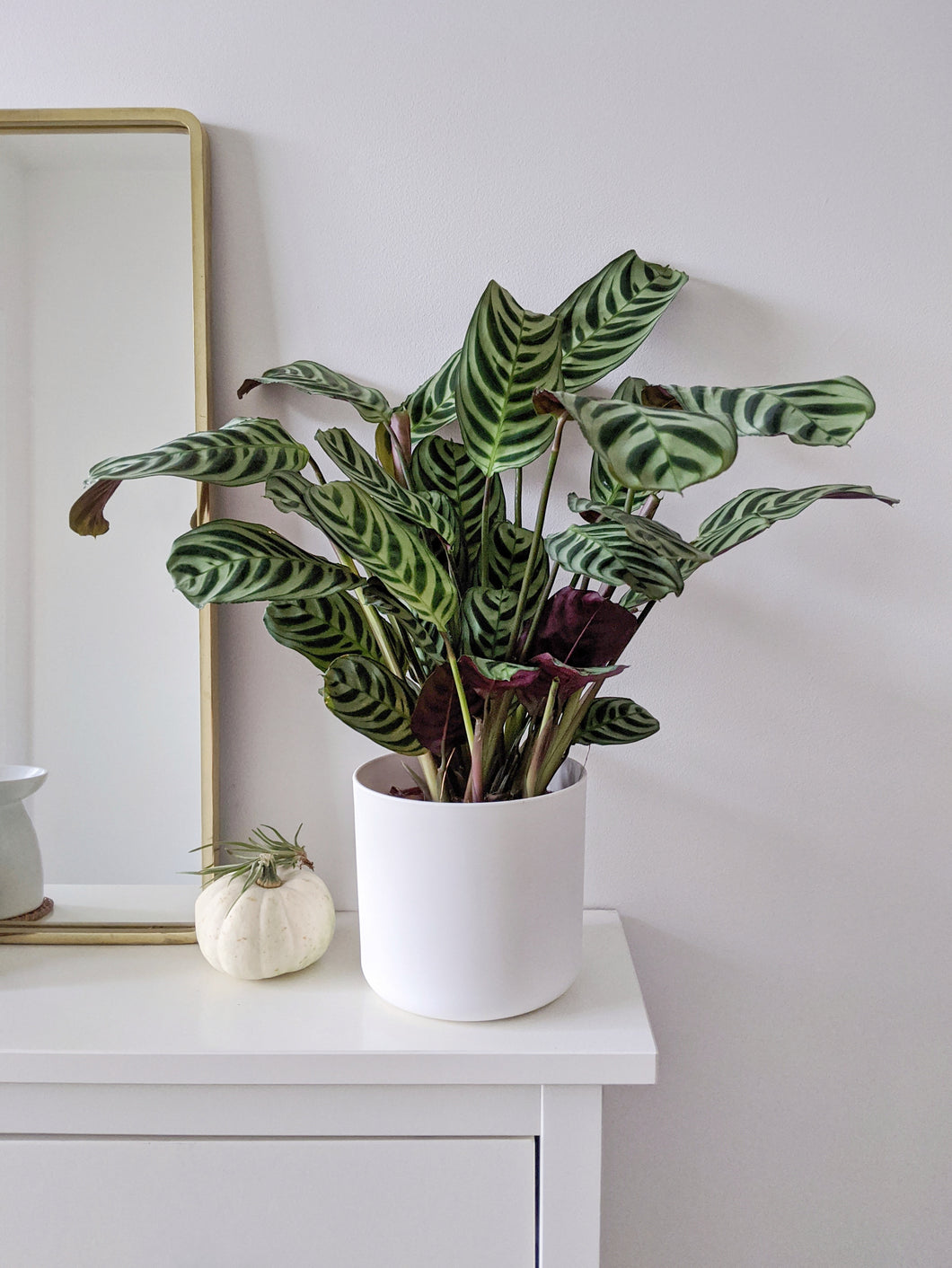 fishbone prayer plant cats Ctenanthe Burle-Marxii