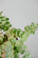 Sedum Hylotelephium sieboldii
