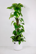 Epipremnum Aureum on Moss Pole | Pothos on Moss Pole