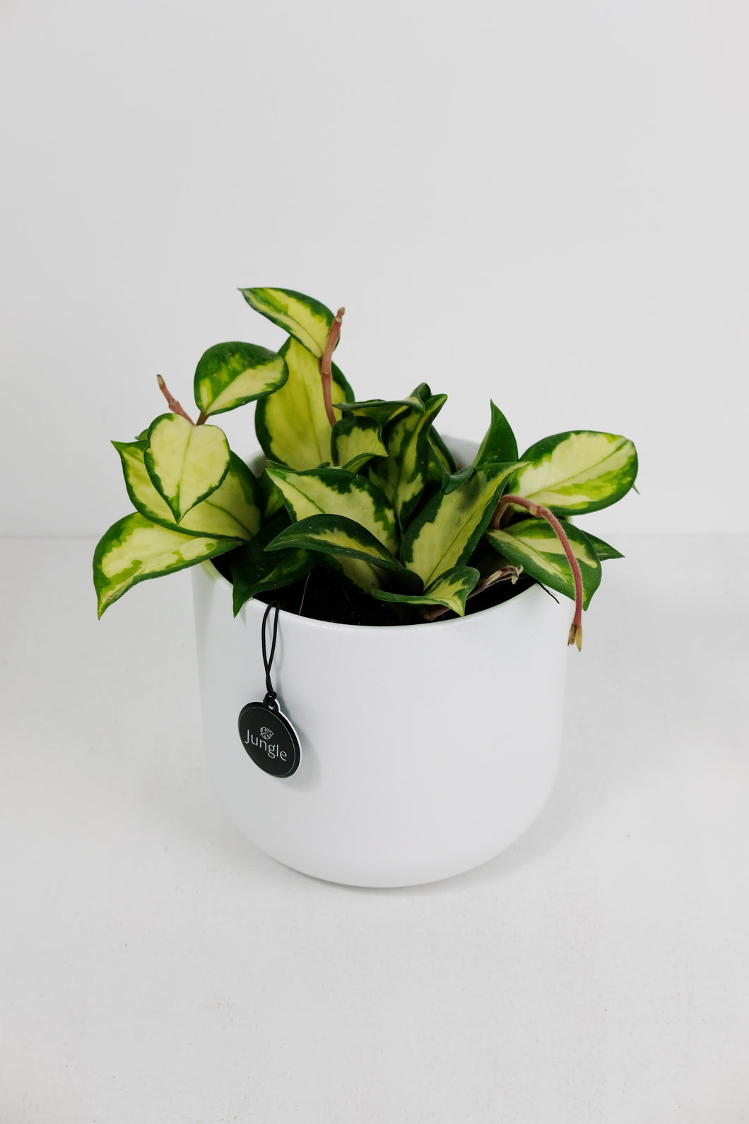 Hoya Carnosa Tricolour | Wax Plant
